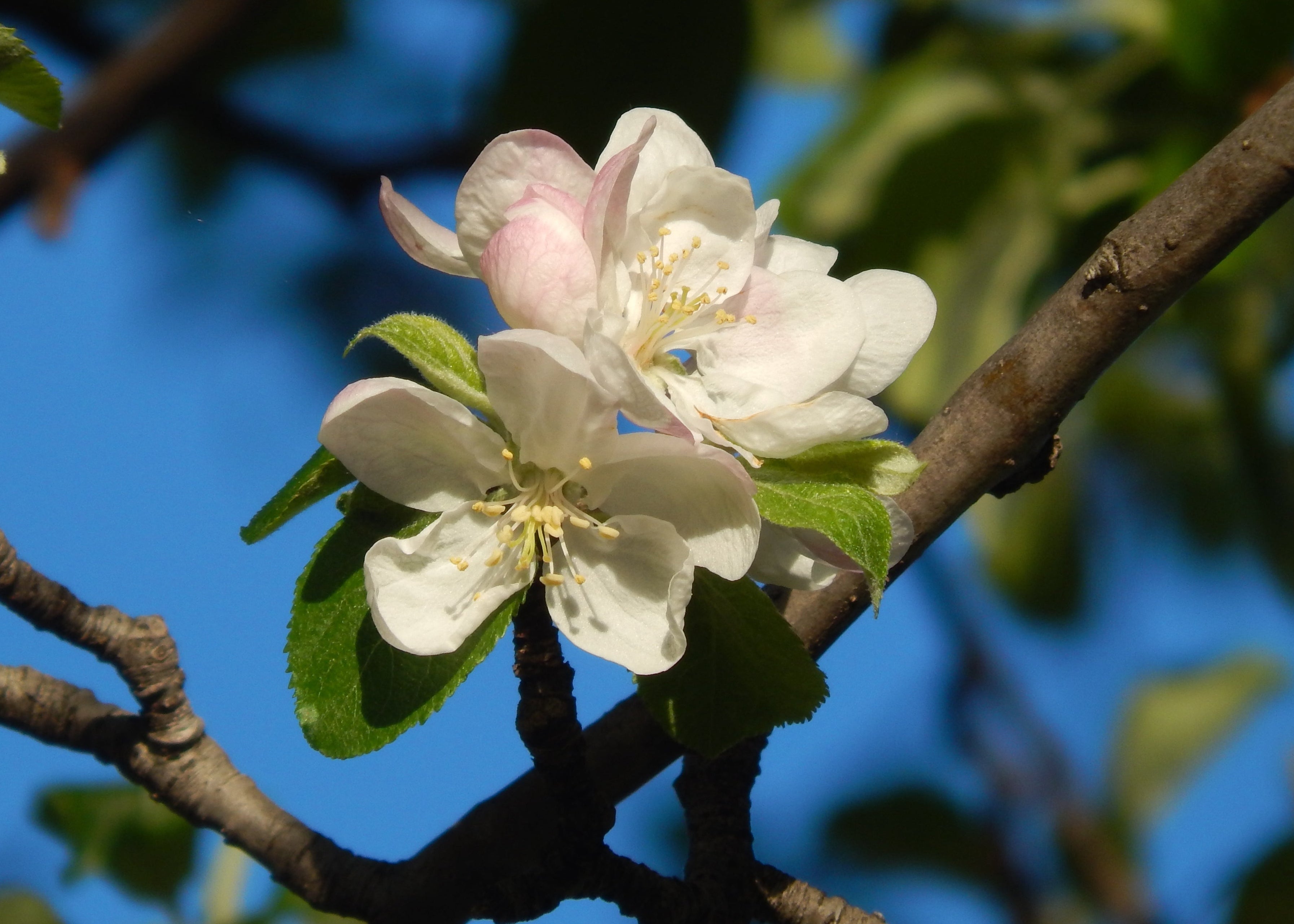 Apple Blossom Print