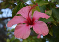 hibiscus Greeting Card (Horizontal)