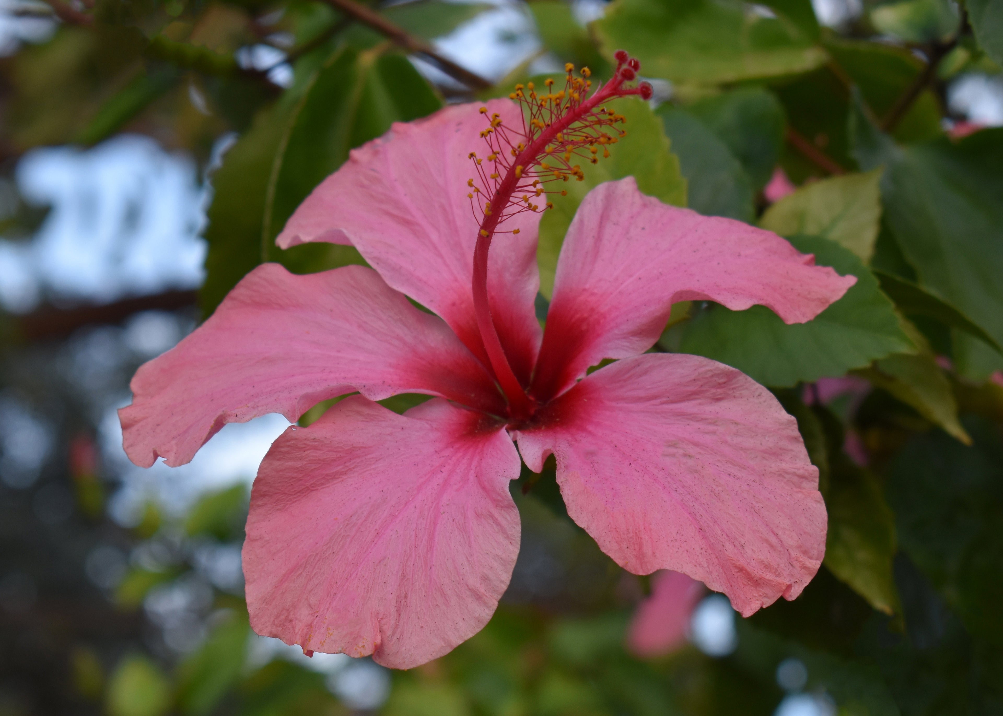 hibiscus Greeting Card (Horizontal)