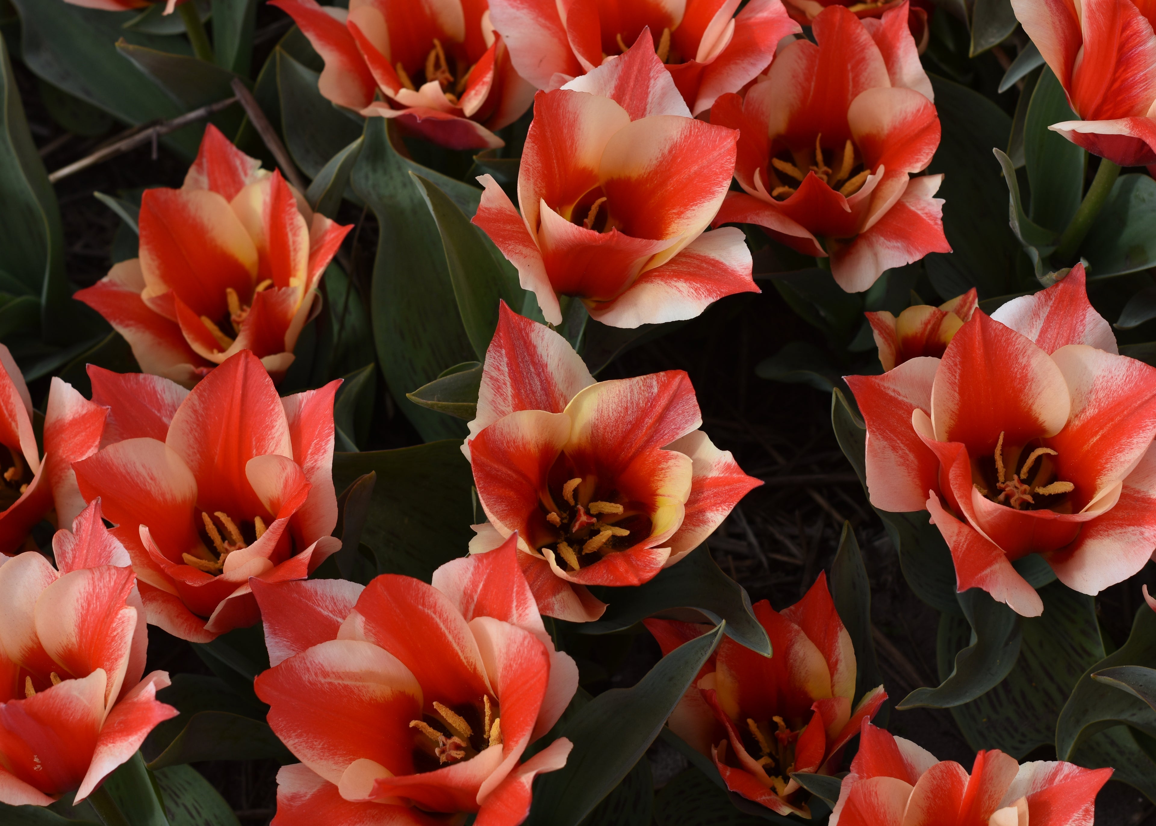 Orange Tulips Greeting Card