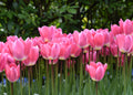 Pink Tulip Print