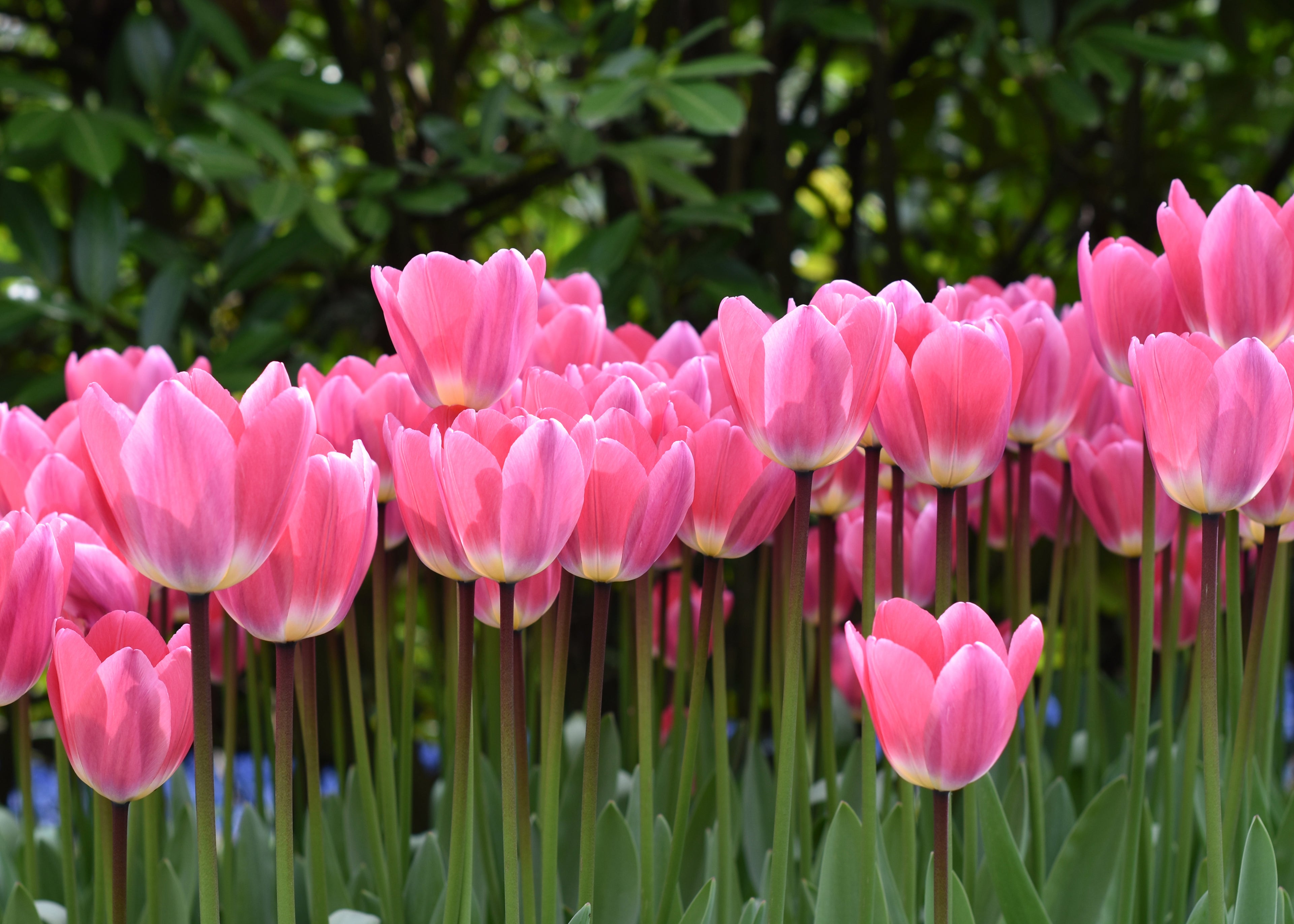 Pink Tulip Print