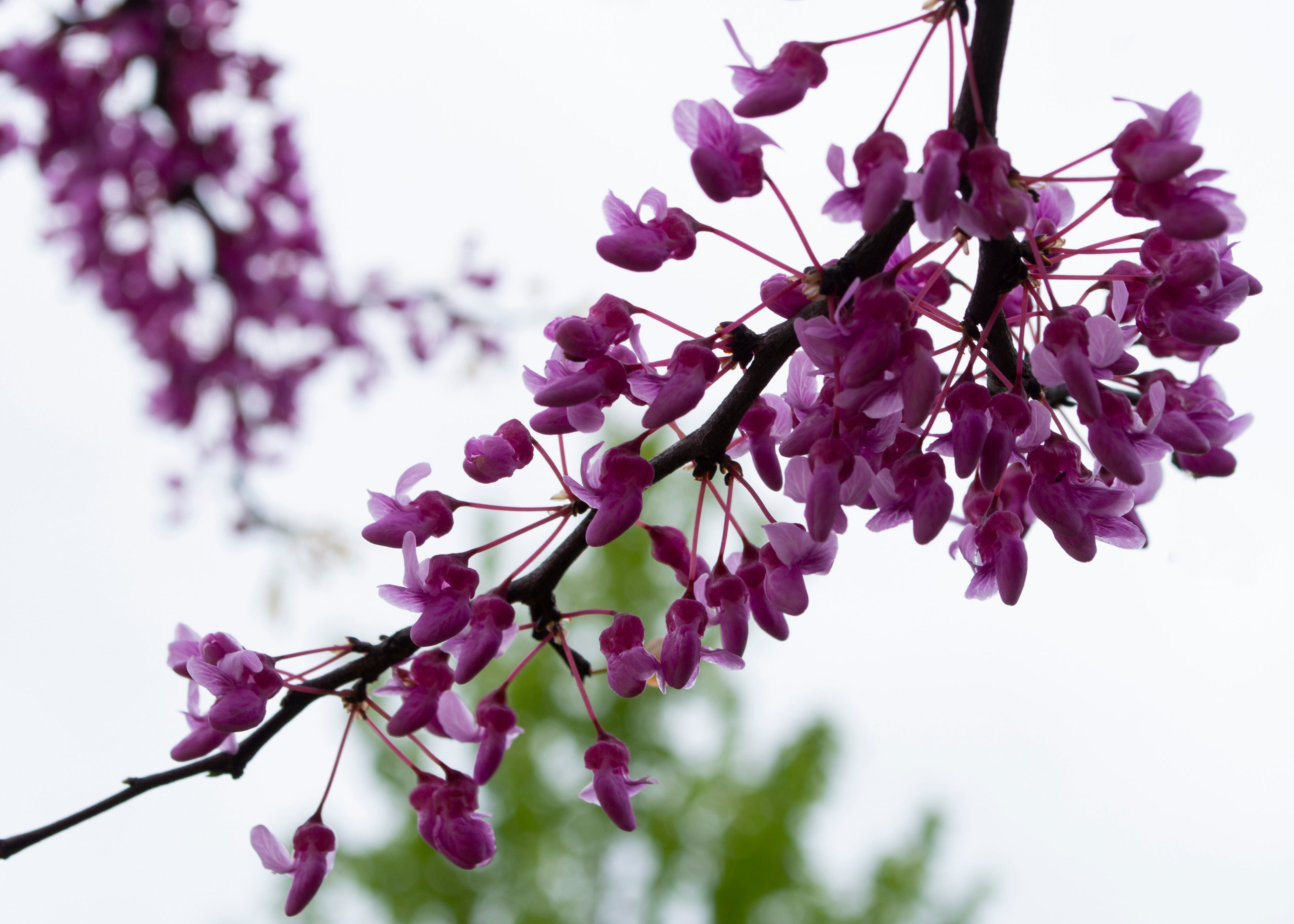 Purple Branches Print