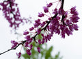 Purple Branches Greeting Card