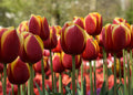 Red Tulips Print