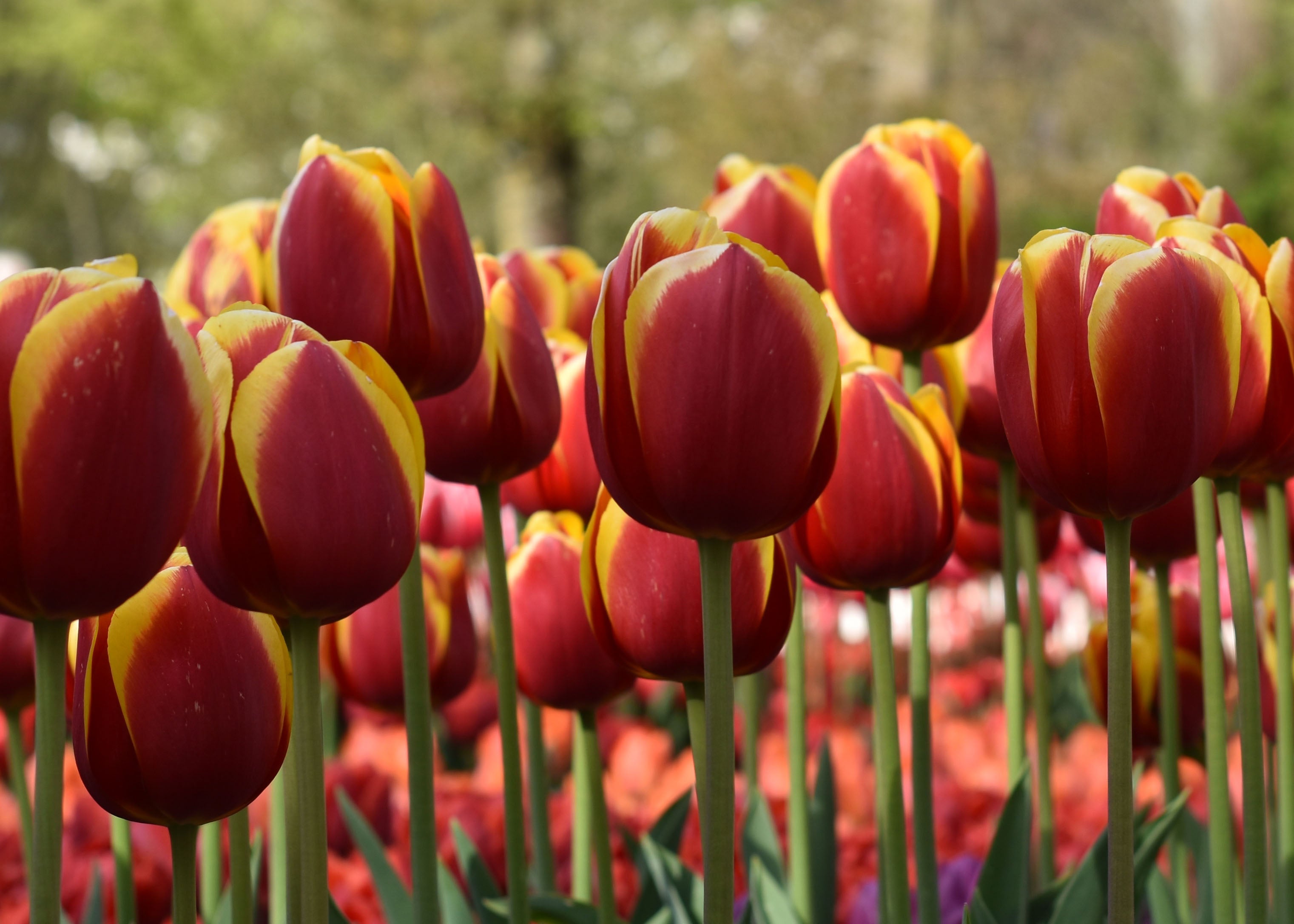 Red Tulips Print