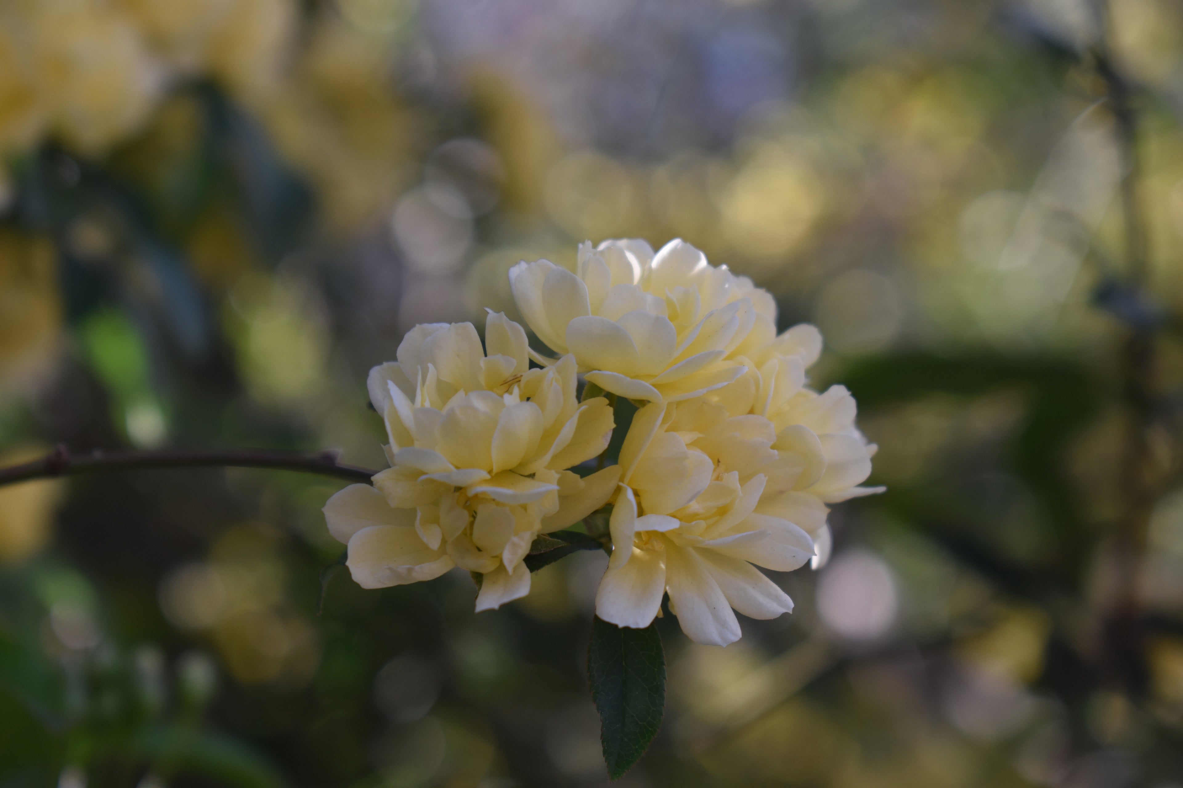 Yellow Lady Banks Rose Print