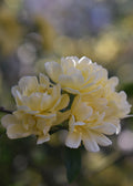 Yellow Lady Banks Rose Greeting Card