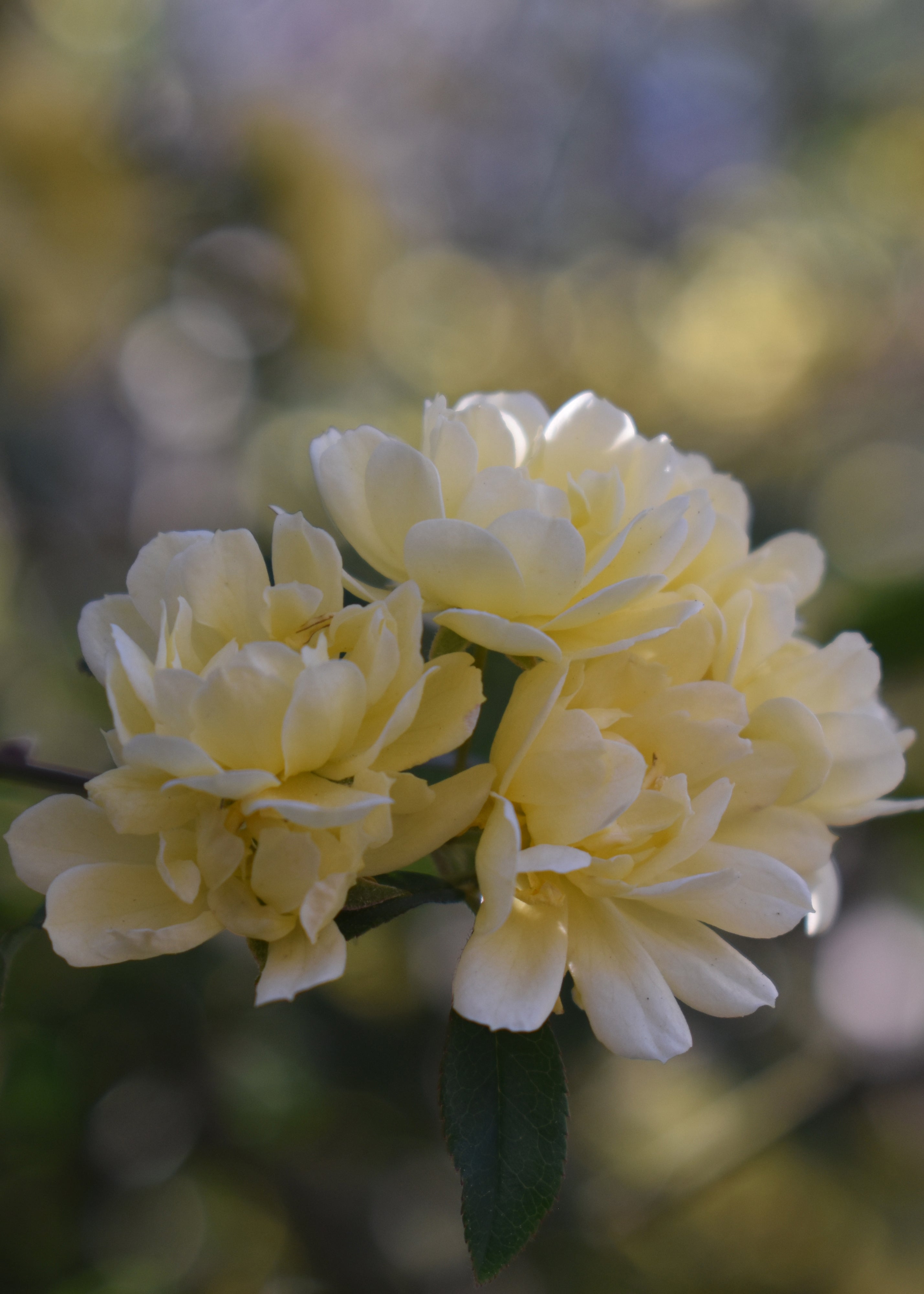 Yellow Lady Banks Rose Greeting Card