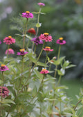 Garden Print