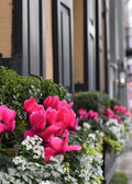 Window Box Print