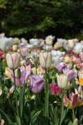 Three Tulips Print