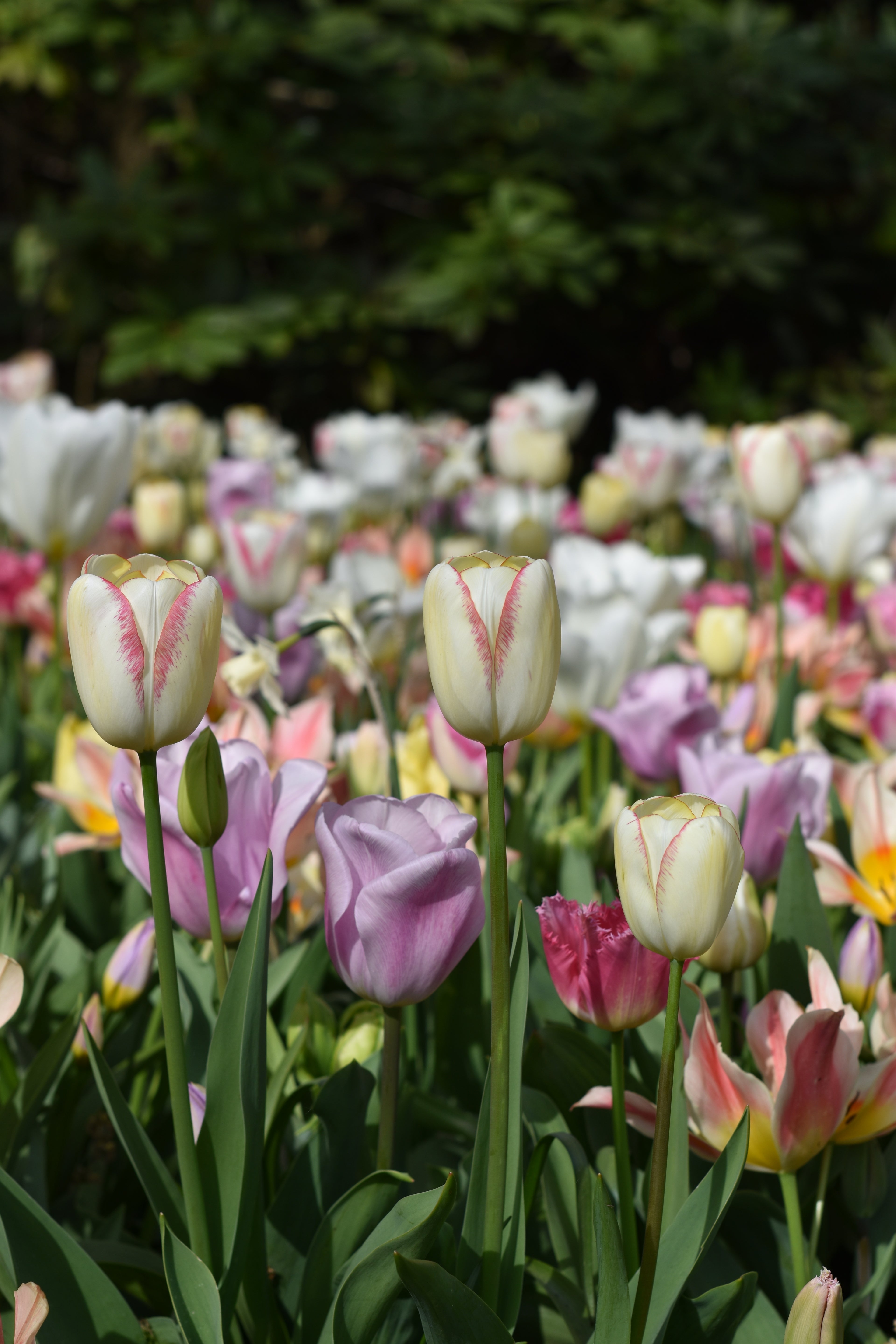 Three Tulips Print