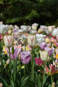 Three Tulips Greeting Card