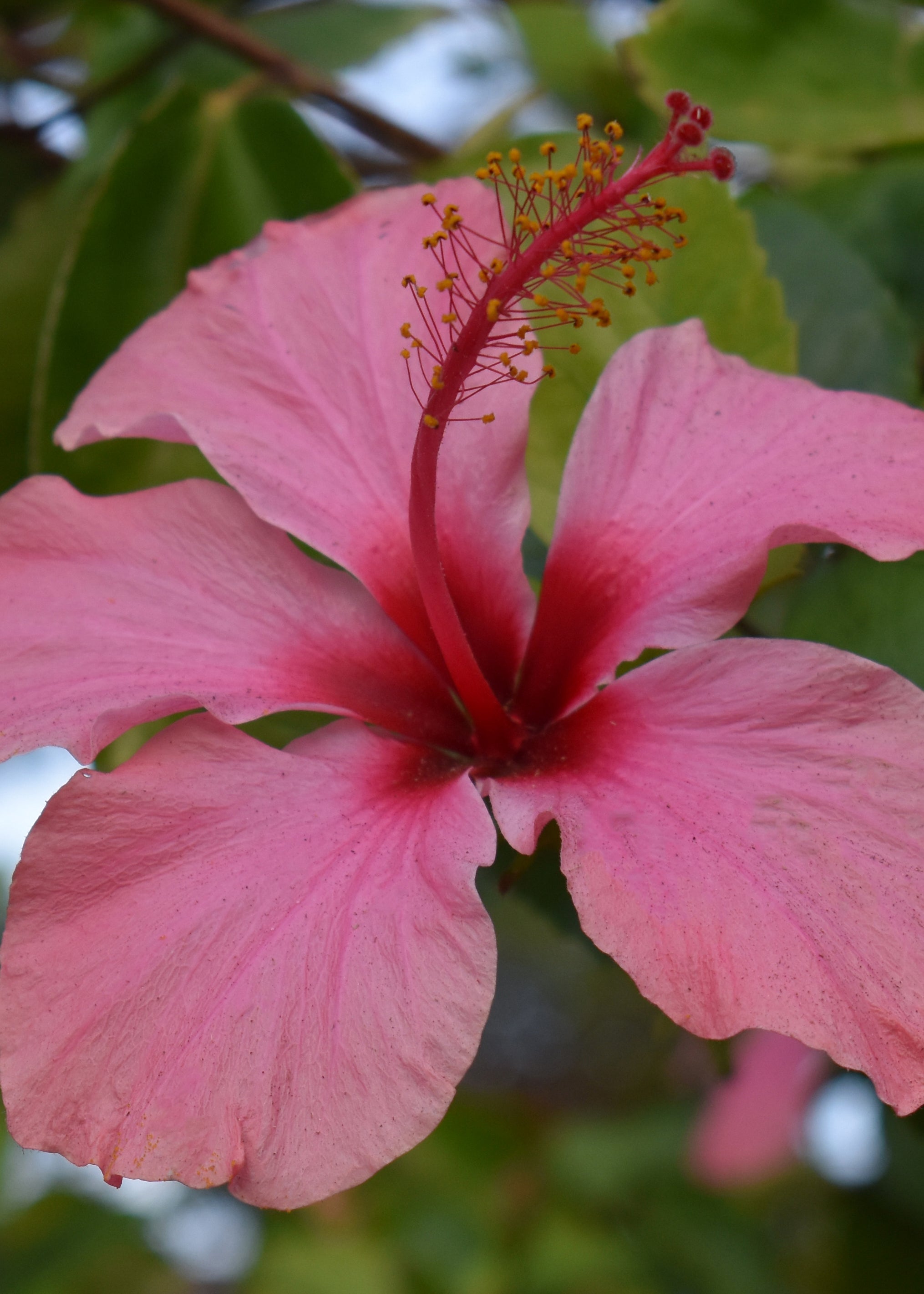 Hibiscus Greeting Card
