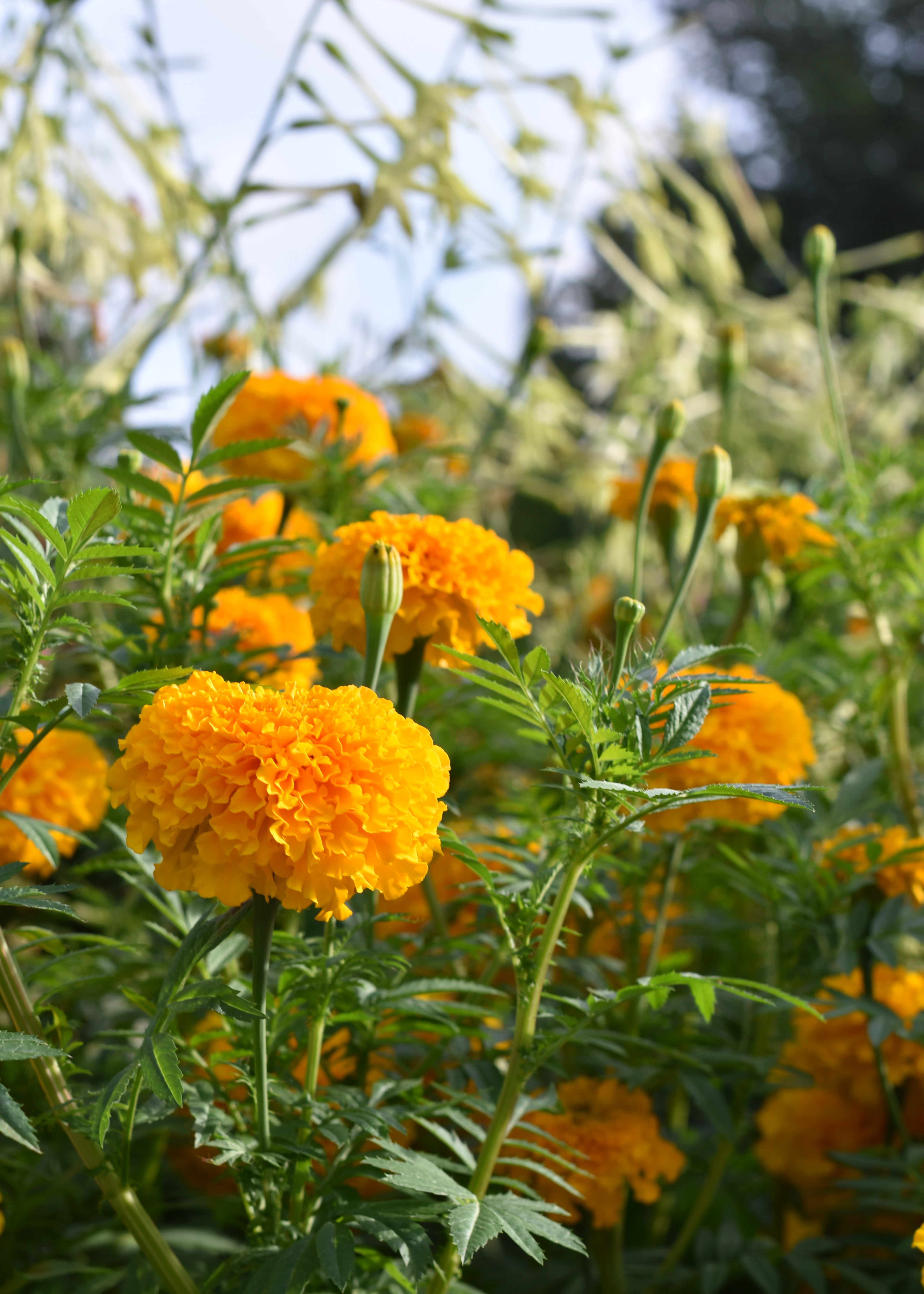 Orange Marigold Greeting Card