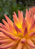 Orange Dahlia Print