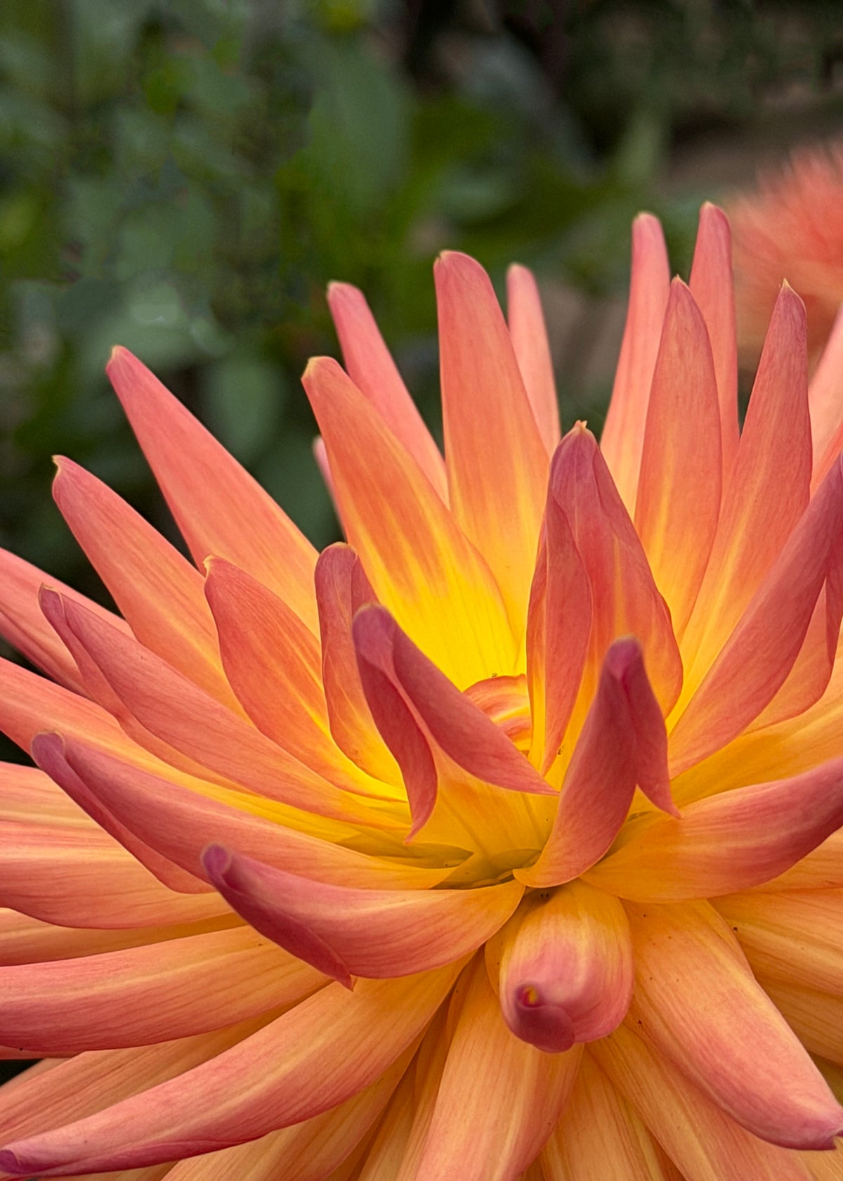 Orange Dahlia Print