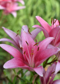 Pink Lily Greeting Card