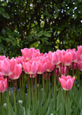 Pink Tulips (Vertical)