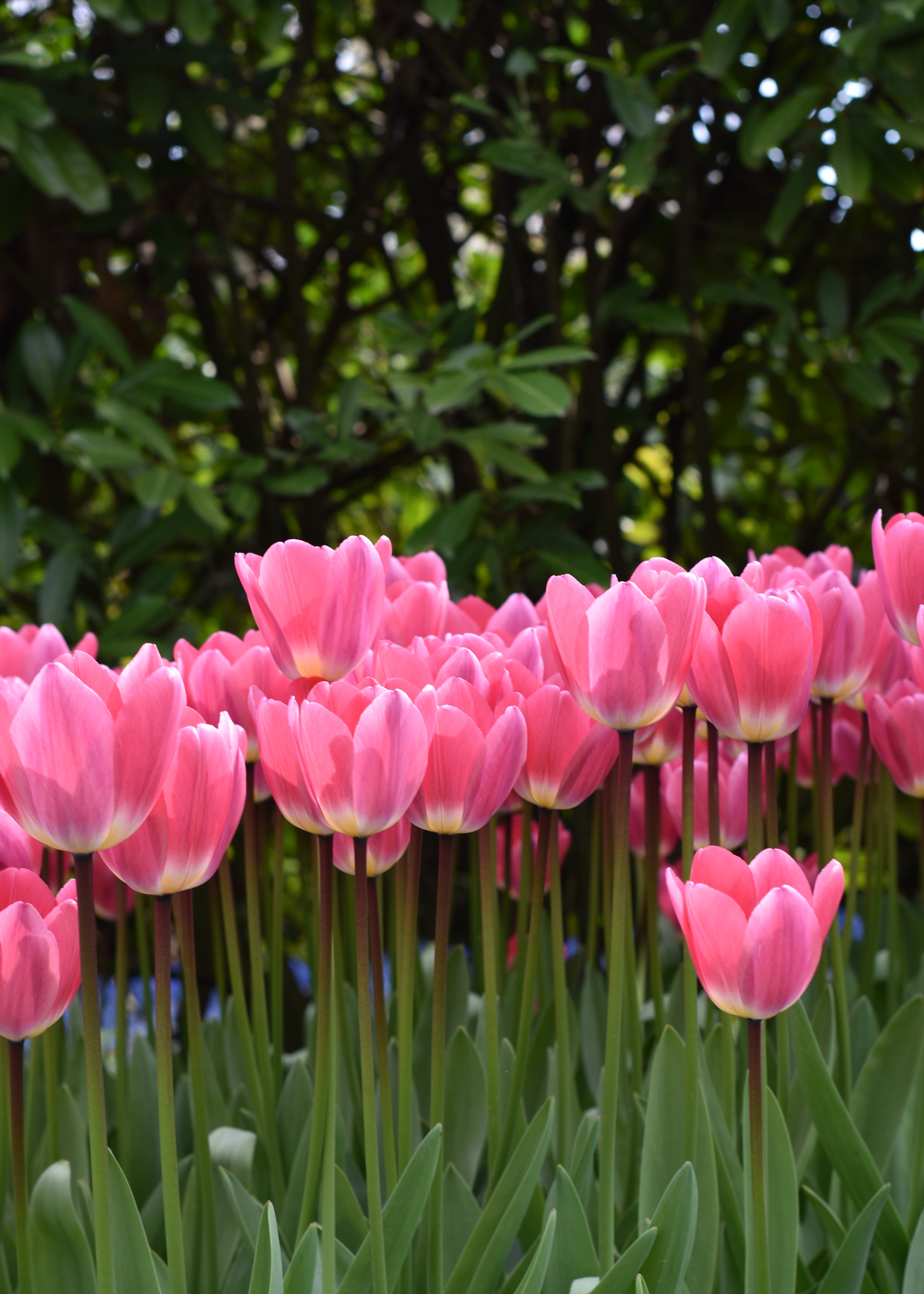 Pink Tulips Greeting Card
