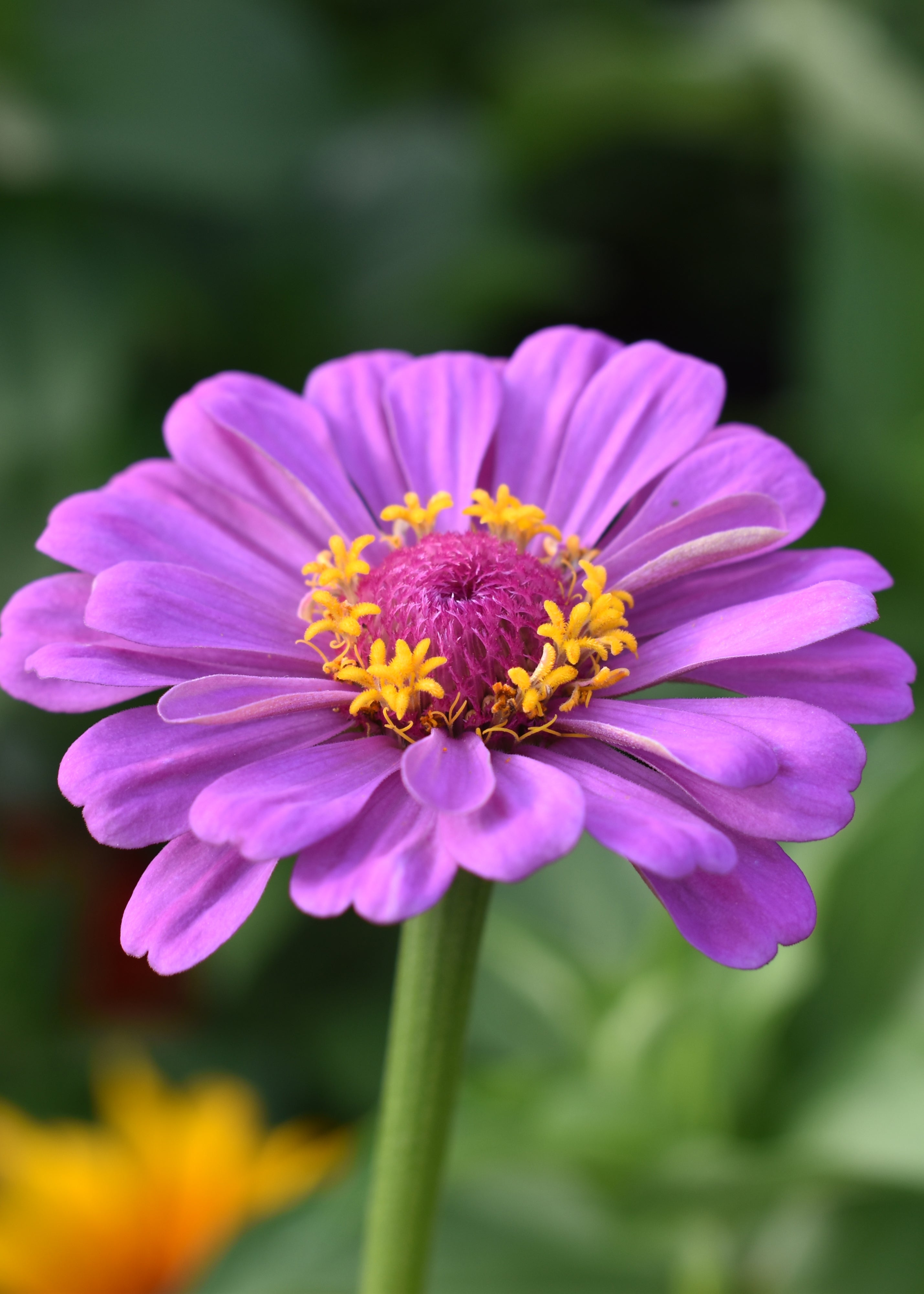 Purple Zinnia Print