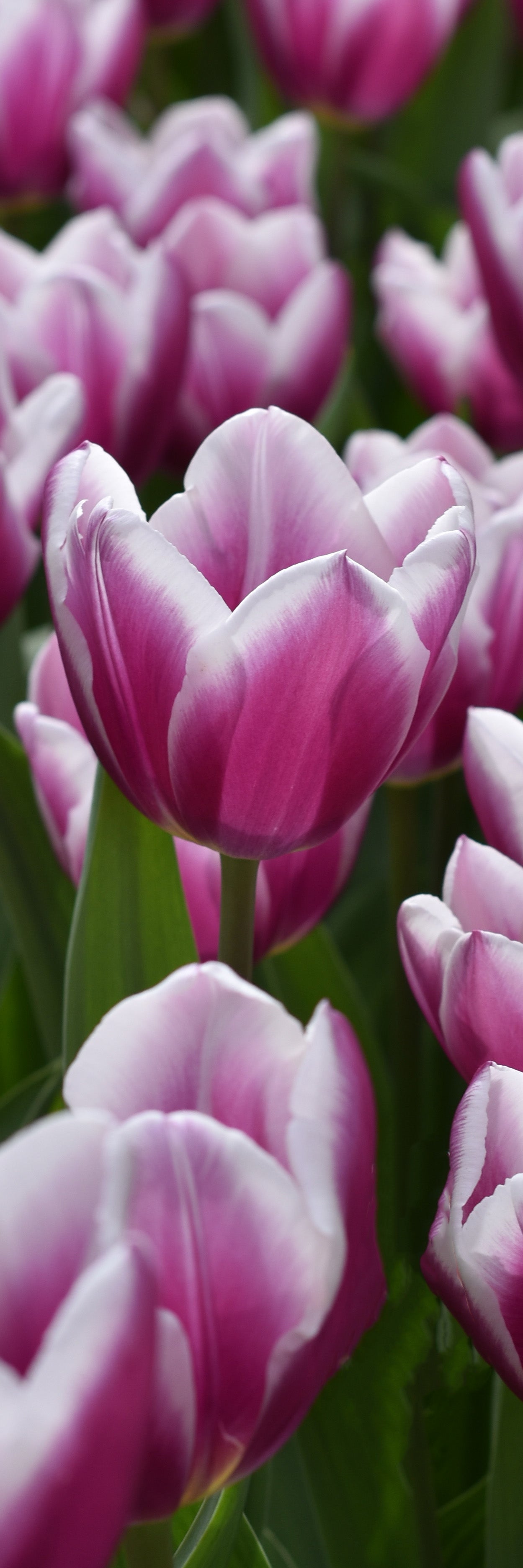 Purple Tulip Bookmark