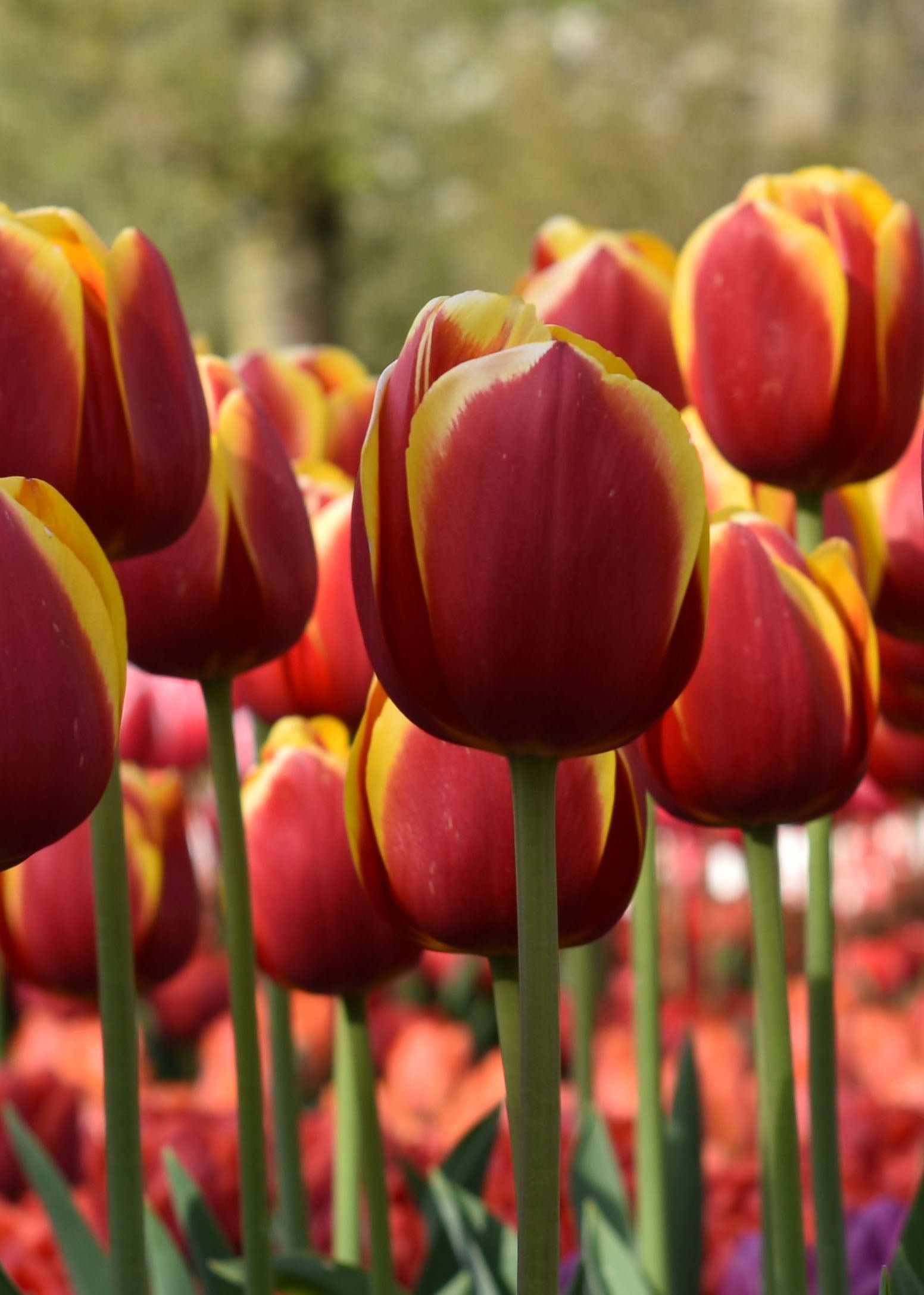 Red Tulip Print (Vertical)