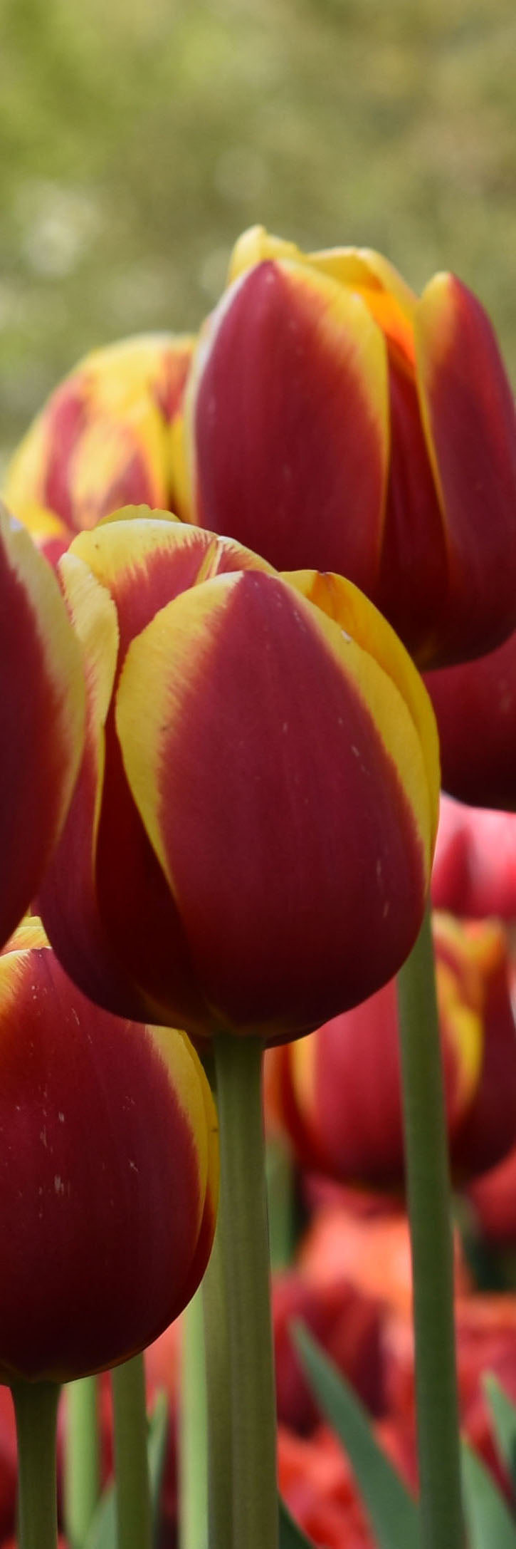 Red Tulip Bookmark