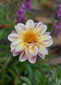 White Dahlia Print