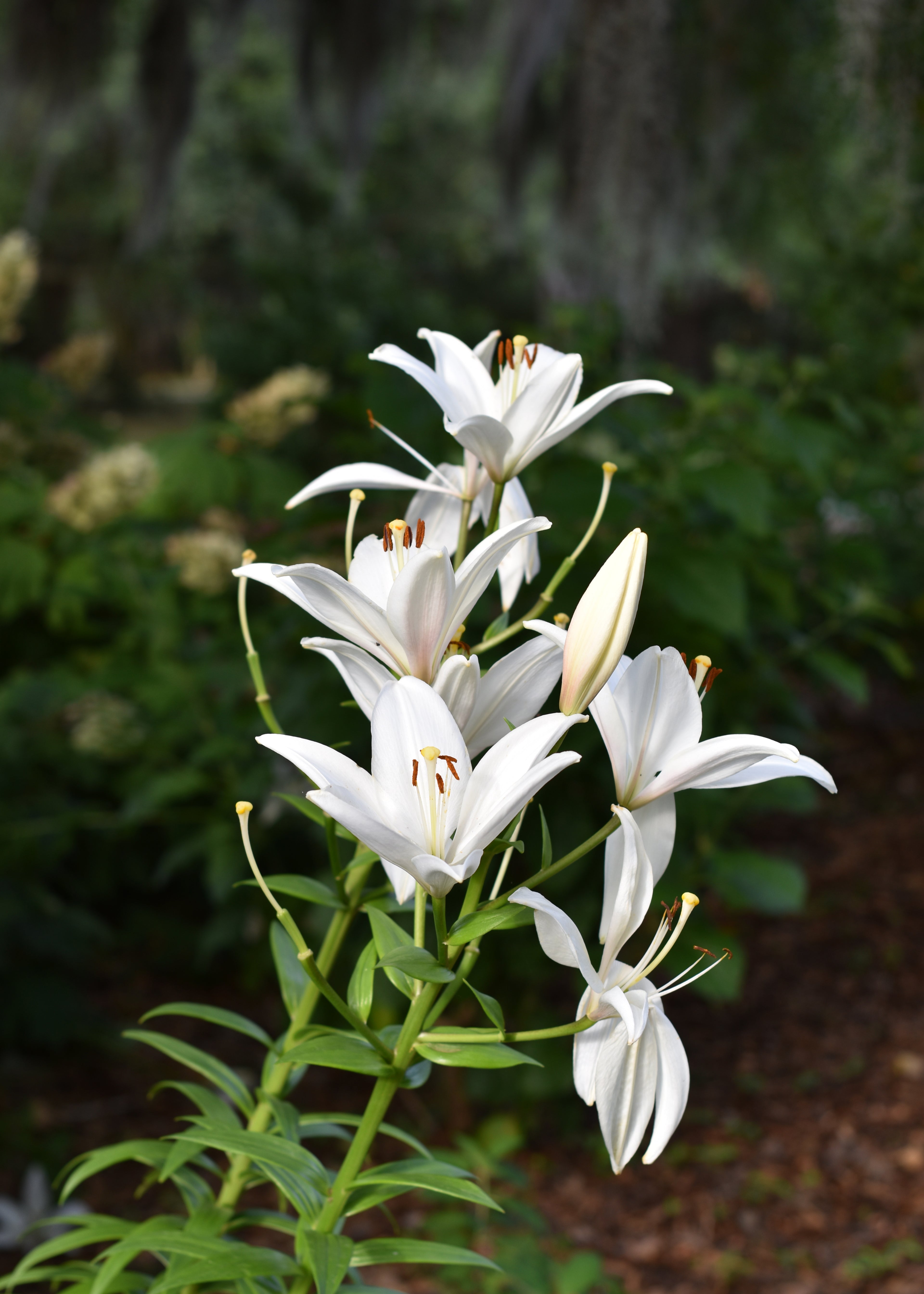 White Lily Print