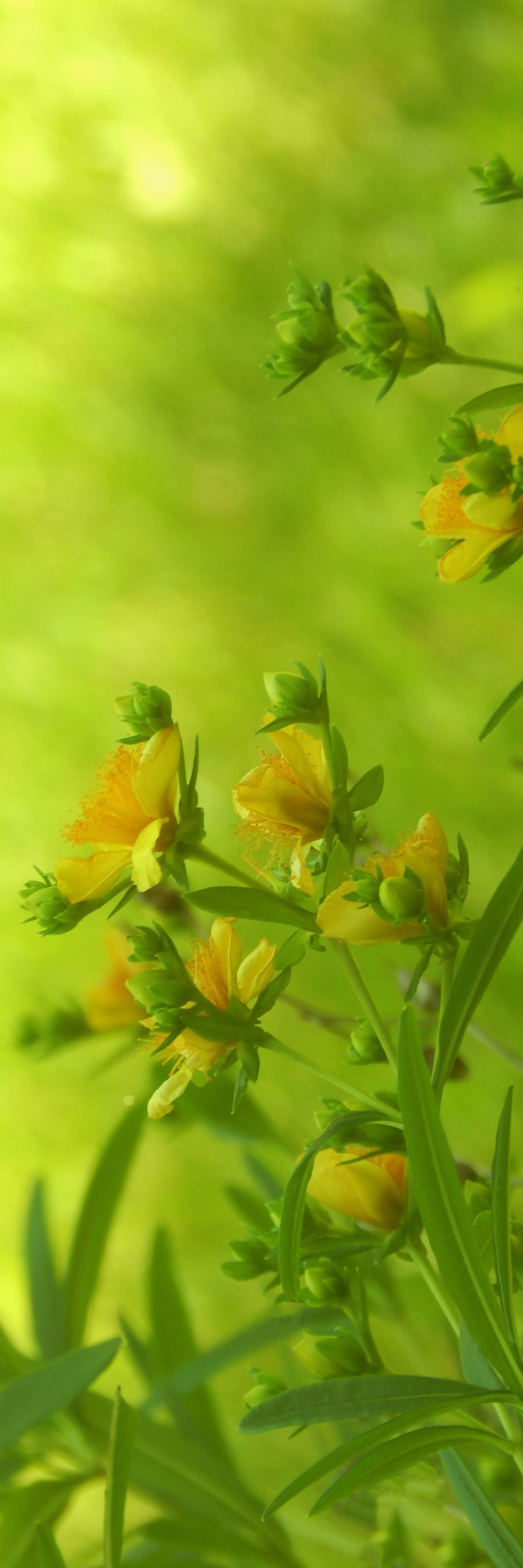 Yellow Flower Bookmark