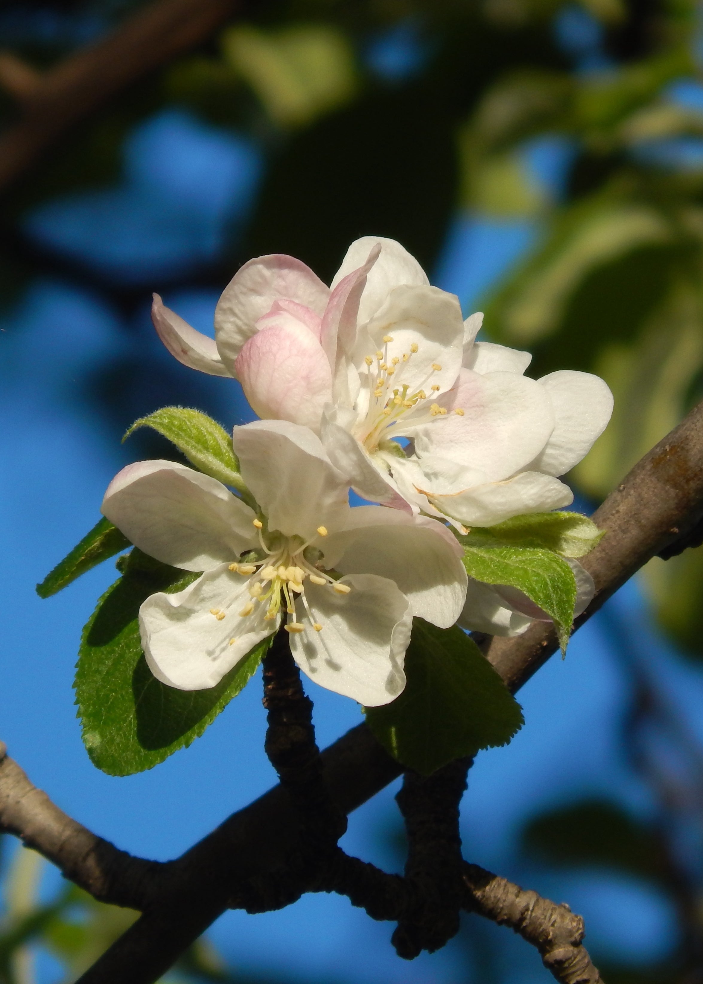Apple Blossom Greeting Card