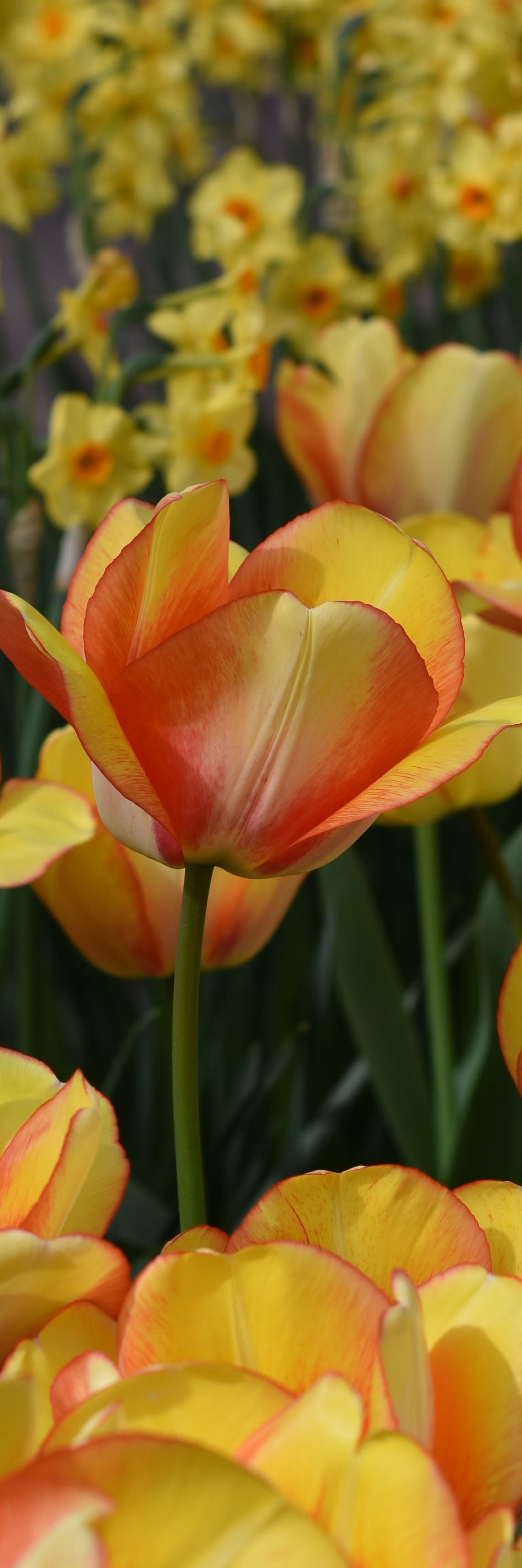 Orange Tulip Bookmark