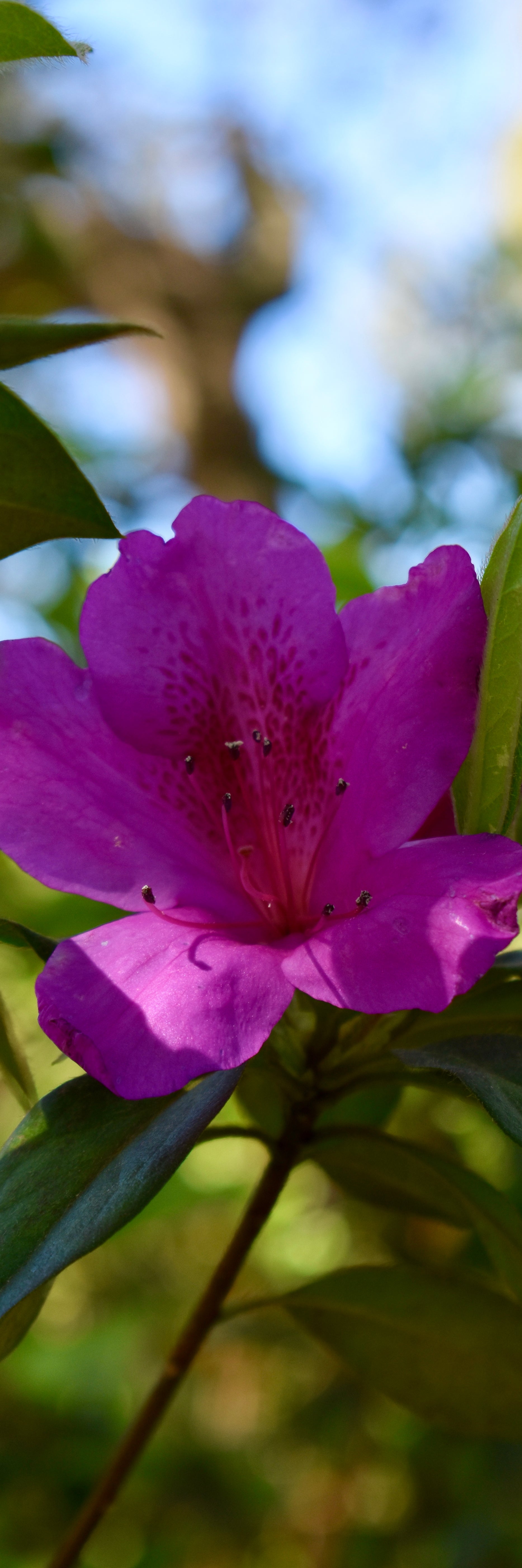 Pink Azalea Bookmark