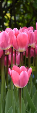 Pink Tulips Bookmark
