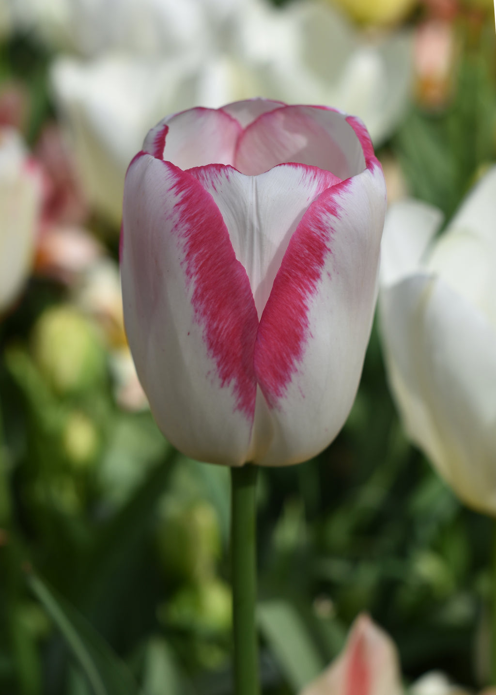 Tulip Variety Greeting Card Box