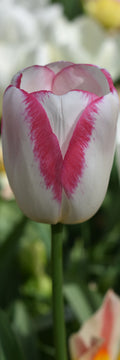 Single Tulip Bookmark